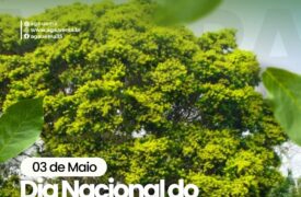 03 DE MAIO | DIA NACIONAL DO PAU-BRASIL 🇧🇷
