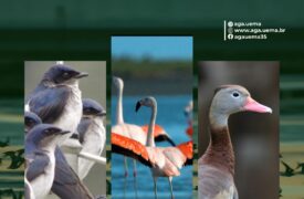 13 de Maio – Dia Mundial das Aves Migratória
