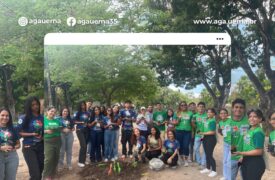 AGA/UEMA a todo vapor na produção de mudas para a MACCBIO Jovem!