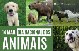 14 de março – Dia Nacional dos Animais