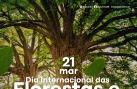 21 de março – Dia Internacional das Florestas e da Árvore