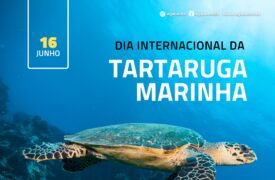 16 DE JUNHO – DIA INTERNACIONAL DA TARTARUGA MARINHA