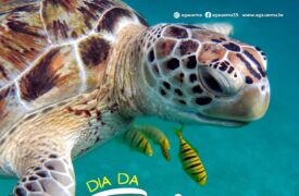 Dia Mundial da Tartaruga – 23 de maio