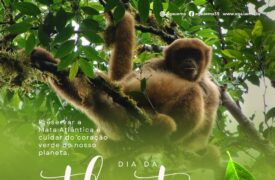 Dia da Mata Atlântica – 27 de maio